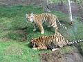 zoo 143